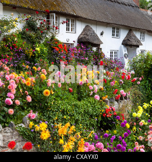 Flower fronteggiata cottage con il tetto di paglia, Devon, Inghilterra, Regno Unito, Europa Foto Stock