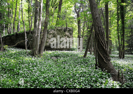Aglio selvatico (ramsons) (Allium ursinum) moquette del pavimento di bosco intorno affioramento di calcari, Wiltshire, Inghilterra, Regno Unito Foto Stock
