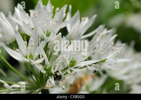 Close-up di aglio selvatico (ramsons) (Allium ursinum) moquette del pavimento di bosco, Wiltshire, Inghilterra, Regno Unito, Europa Foto Stock