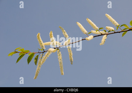 Bird ciliegio (Prunus padus Watereri) ramo fioritura contro il cielo blu, Parade Gardens, bagno, England, Regno Unito Foto Stock