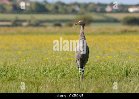 I capretti comune (Gru Gru eurasiatica) (grus grus) rilasciato dal grande progetto di gru sui livelli di Somerset, Somerset Foto Stock