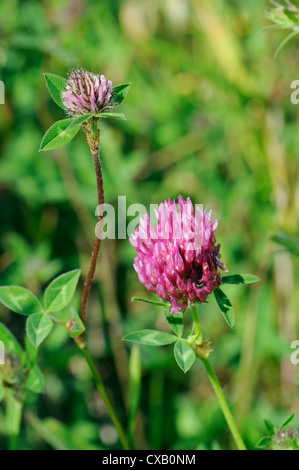 Trifoglio rosso flowerheads (Trifolium pratense), Chalk prato pascolo, Wiltshire, Inghilterra, Regno Unito, Europa Foto Stock