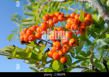 Rowan (Monte Ceneri) (Sorbus aucuparia) berry cluster, Wiltshire, Inghilterra, Regno Unito, Europa Foto Stock