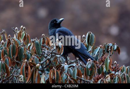 Raven comune, Corvus corax, seduto su di una nascente struttura rododendro, Langtang Valley, Nepal Foto Stock