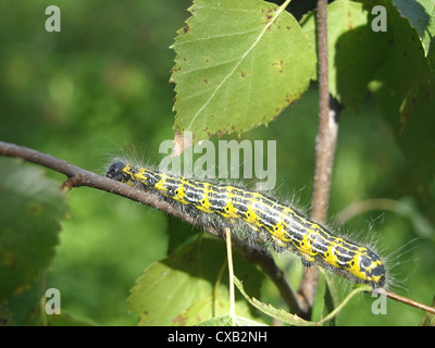 Caterpillar da buff-punta moth / Phalera bucephala / Raupe vom Mondvogel Foto Stock