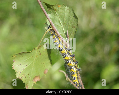 Caterpillar da buff-punta moth / Phalera bucephala / Raupe vom Mondvogel Foto Stock