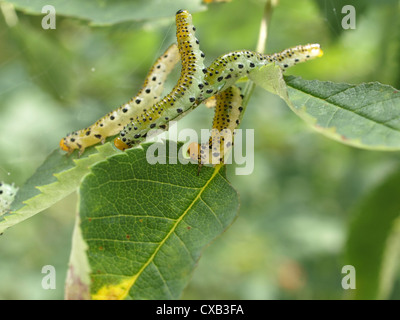 Larva da grandi rose sawfly / Arge pagana / Larven der blauschwarzen Rosenbürstenhornblattwespe Foto Stock