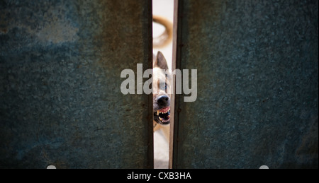 Cane da guardia ululano attraverso lo spazio nei cancelli Foto Stock