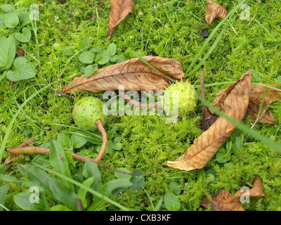 Verde, capsule pungenti con conkers da ippocastano / grüne, stachelige Kapseln mit der Samen Rosskastanie Foto Stock