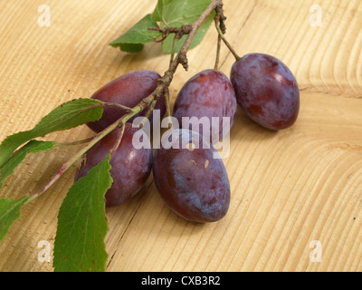 Un ramo con damsons giacciono su un board / ein Ast Zwetschgen mit liegt auf einem Brett Foto Stock