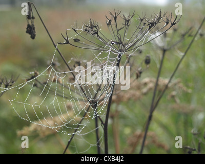 Spider Web su un hogweed in autunno / Spinnennetz un einem Bärenklau im Herbst Foto Stock