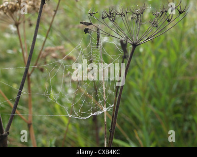 Spider Web su un hogweed in autunno / Spinnennetz un einem Bärenklau im Herbst Foto Stock