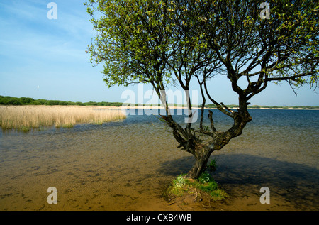 Piscina Kenfig, Kenfig riserva naturale nazionale, Porthcawl, Bridgend Galles del Sud, Regno Unito. Foto Stock