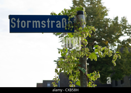 Luppolo selvatico (Humulus lupulus) che cresce su un cartello stradale nella zona residenziale di Germania. Foto Stock