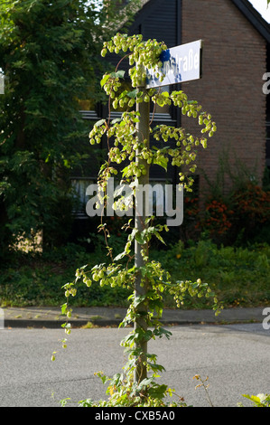 Luppolo selvatico (Humulus lupulus) che cresce su un cartello stradale nella zona residenziale di Germania. Foto Stock