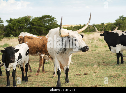 Texas Longhorn bovini, Bos bos, compreso un vitello. Foto Stock