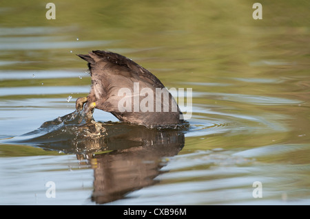 Eurasian Coot, fulica atra singolo uccello immersioni subacquee per l'alimentazione Foto Stock