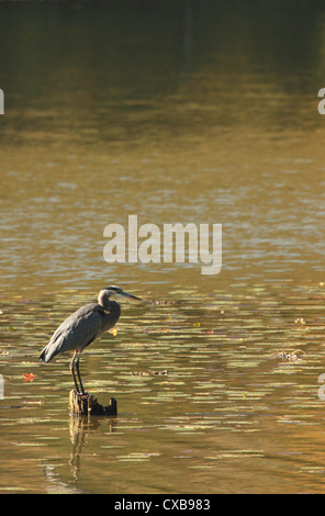 Un airone blu alertly sorge in un lago. Foto Stock