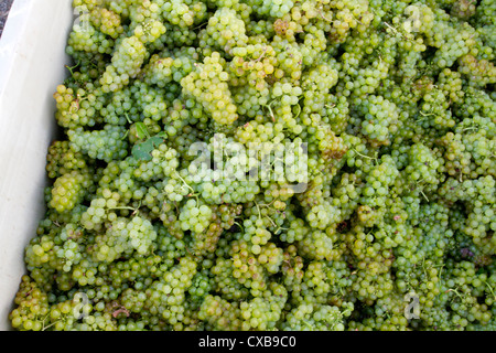 Le uve Chardonnay raccolte dal vitigno in California centrale. Foto Stock