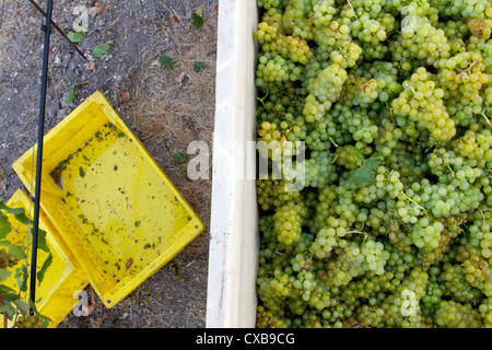 Le uve Chardonnay raccolte dal vitigno in California centrale. Foto Stock