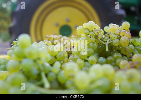 Le uve Chardonnay raccolte dal vitigno in California centrale. Foto Stock