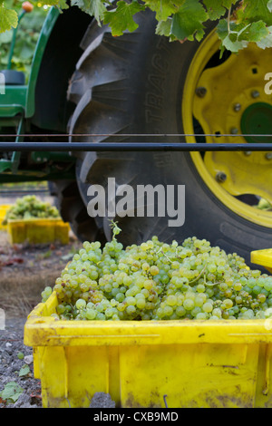 Le uve Chardonnay raccolte dal vitigno in California centrale. Foto Stock