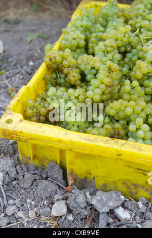 Le uve Chardonnay raccolte dal vitigno in California centrale. Foto Stock