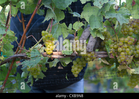 Le uve Chardonnay raccolte dal vitigno in California centrale. Foto Stock