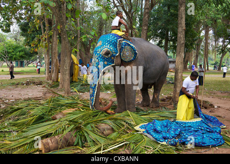 Captive elefanti asiatici (Elephas maximus maximus) preparare per il Navam Maha Perahera, Victoria Park, Colombo, Sri Lanka Foto Stock