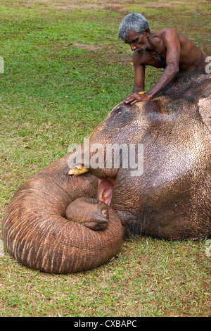 Scrubbing Mahoot captive elefante Asiatico (Elephas maximus maximus) con buccia di cocco prima di Colombo Perahera, Sri Lanka, Asia Foto Stock