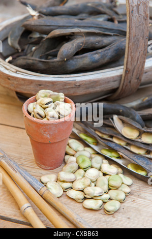 Giardino ancora vita con secchi Fave baccelli con semi maturi pronti per la prossima stagione Foto Stock