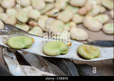 Giardino ancora vita con secchi Fave baccelli con semi maturi pronti per la prossima stagione Foto Stock