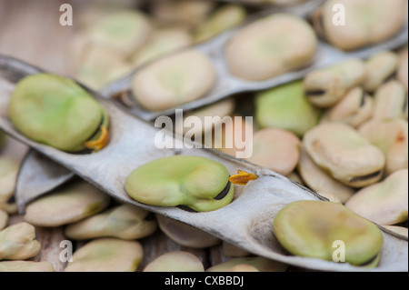 Giardino ancora vita con secchi Fave baccelli con semi maturi pronti per la prossima stagione Foto Stock