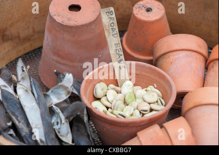 Giardino ancora vita con secchi Fave baccelli con semi maturi pronti per la prossima stagione Foto Stock