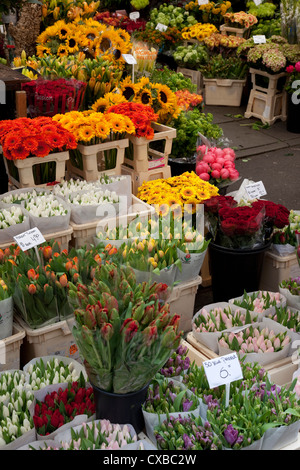 Pressione di stallo di fiori, Bloemenmarkt, Amsterdam, Olanda, Europa Foto Stock