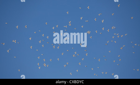 Gregge di Brandt Mountain Finch o Black-Headed Mountain-Finch, Leucosticte brandti, Nepal Foto Stock