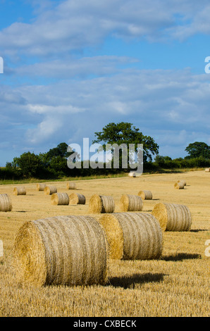 Inglese messe in scena con balle rotonde sul campo di stoppie, paese siepe in distanza, Norfolk, Inghilterra Settembre Foto Stock