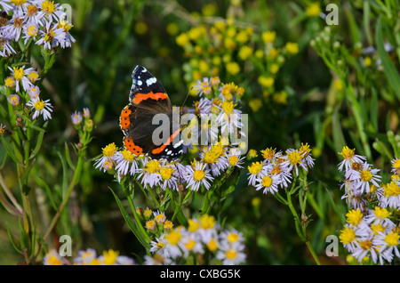 Red Admiral (Vanessa Atalanta) alimentazione sul mare (Aster Aster tripolium) Foto Stock