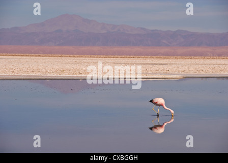 Elk198-2161 Cile, San Pedro Atacama Salar de Atacama, Andino Flamingo (Phoenicopterus andinus) Foto Stock