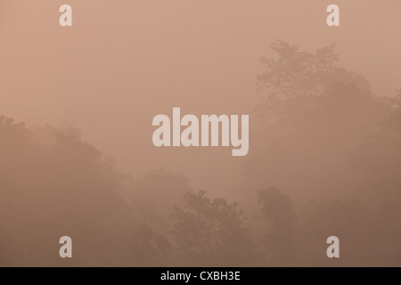 Early Morning mist su alberi e arbusti in Chitwan il parco nazionale, il Nepal Foto Stock