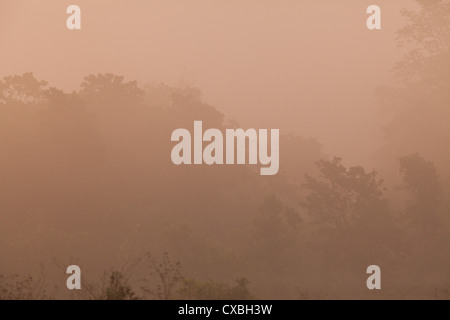 Early Morning mist su alberi e arbusti in Chitwan il parco nazionale, il Nepal Foto Stock