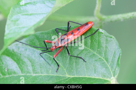 Cotone rosso Bug, Dysdercus cingulatus, su una foglia, Chitwan il parco nazionale, il Nepal Foto Stock