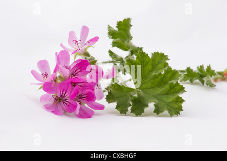 Profumi di geranio Pelargonium fiori e foglie su sfondo bianco Foto Stock