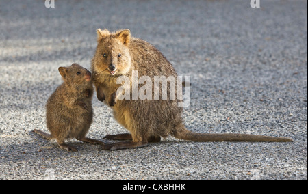 Un adulto quokka (Setonix brachyurus) con i suoi giovani. Foto Stock