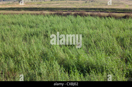 Canapa selvatici che crescono lungo la banchina, Terai Regione, Nepal Foto Stock