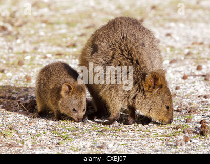 Un adulto quokka (Setonix brachyurus) con i suoi giovani. Foto Stock