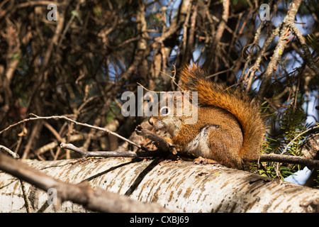 Scoiattolo rosso in una regione del nord della Foresta del Minnesota. Foto Stock