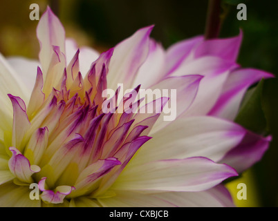 Fiery viola e bianco dahlia Foto Stock