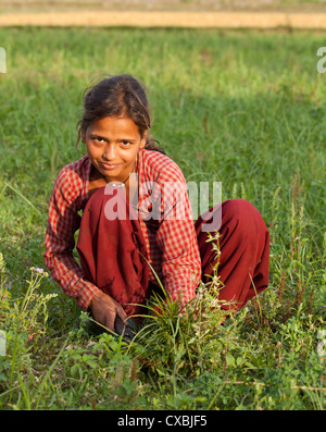 Il nepalese ragazza che lavora in un campo, Bardia, Nepal Foto Stock