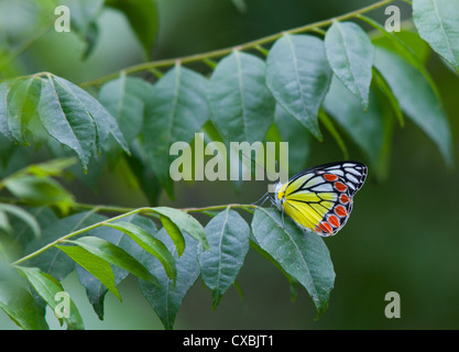 Gezabele comune, Delias eucharis, Bardia National Park, il Nepal Foto Stock